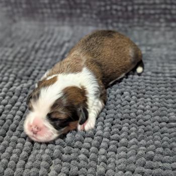 chiot Welsh corgi pembroke Fauve et blanc 260126-F2 Élevage Des Pommes d'Amour