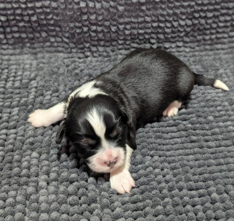 260126-M1 Mâle Welsh corgi pembroke