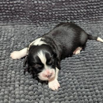 chiot Welsh corgi pembroke Fauve et blanc à manteau noir 260126-M1 Élevage Des Pommes d'Amour