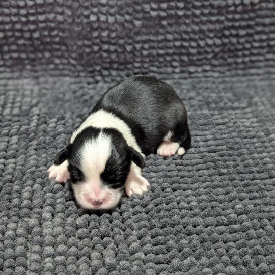 260126-M2 Mâle Welsh corgi pembroke