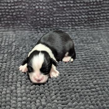 chiot Welsh corgi pembroke Fauve et blanc à manteau noir 260126-M2 Élevage Des Pommes d'Amour