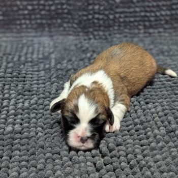 chiot Welsh corgi pembroke Fauve et blanc 260126-M3 Élevage Des Pommes d'Amour