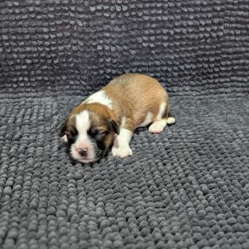 chiot Welsh corgi pembroke Fauve et blanc 260126-M4 Élevage Des Pommes d'Amour