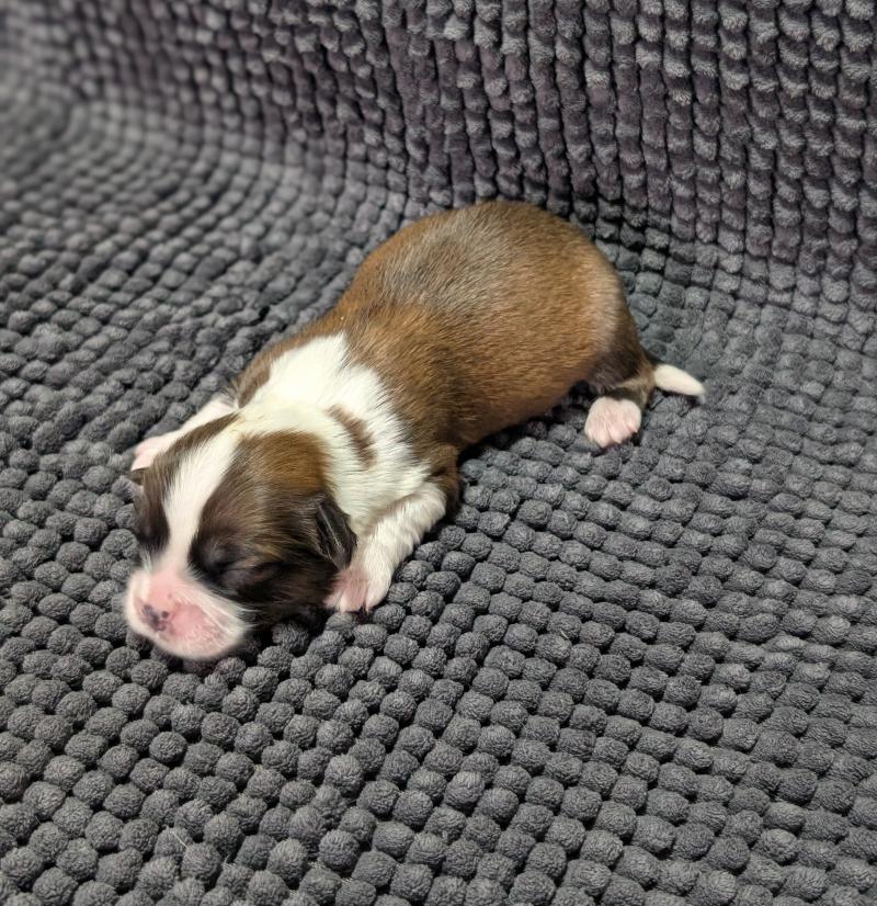 260126-M5 Mâle Welsh corgi pembroke