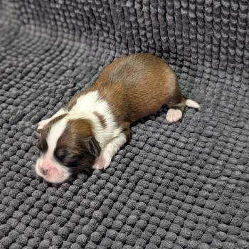 chiot Welsh corgi pembroke Fauve et blanc 260126-M5 Élevage Des Pommes d'Amour