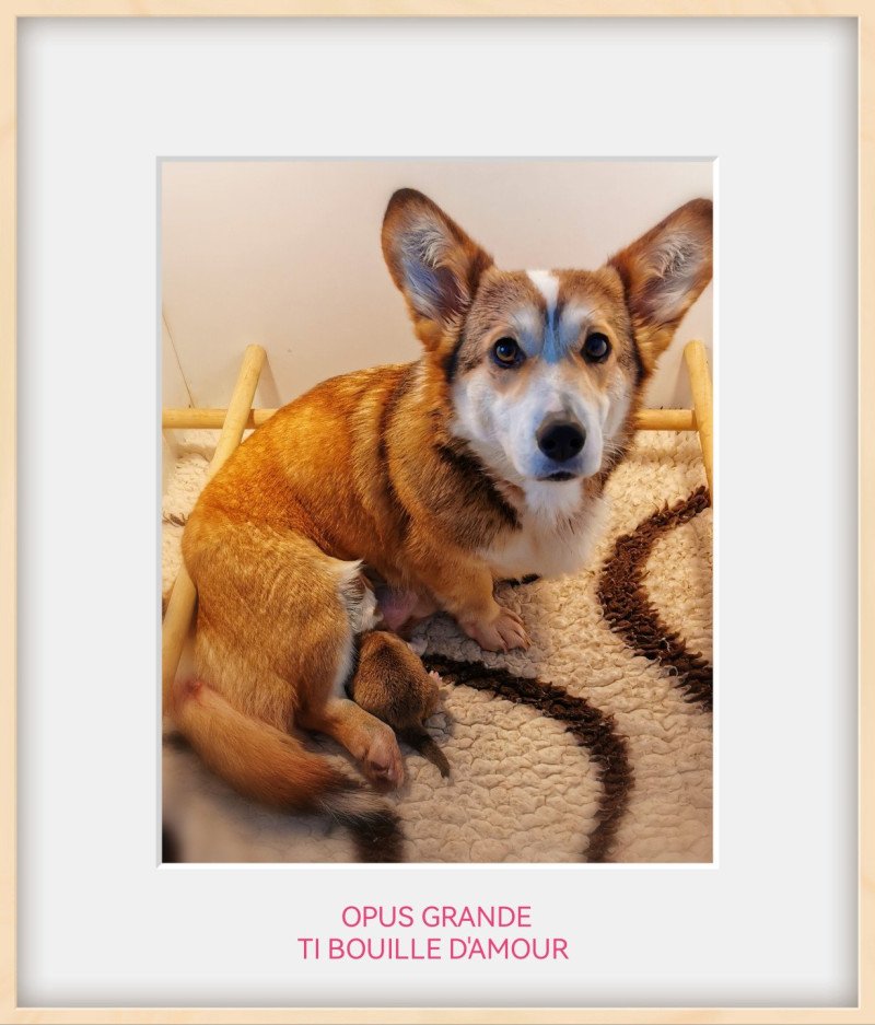 TI'BOUILLE Femelle Welsh corgi pembroke