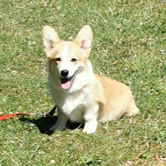 TICOEUR Mâle Welsh corgi pembroke