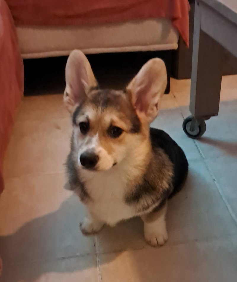 VROUM Mâle Welsh corgi pembroke