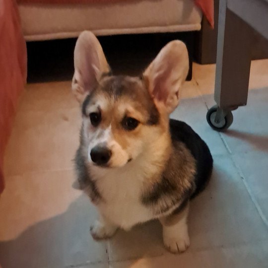 VROUM Mâle Welsh corgi pembroke
