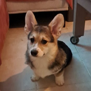 chien Welsh corgi pembroke Noi. Mar. Fau. PBLim. Vroum Élevage Des Pommes d'Amour