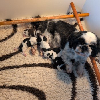 17667562700977312428960338076346