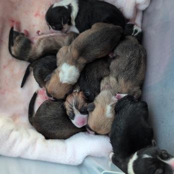 Portée VANILLE ❤ VROUM